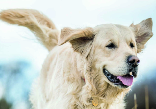 NYX Marketing & Communication Awards (Marcom) Winner - Morris Animal Foundation 2018 Annual Report