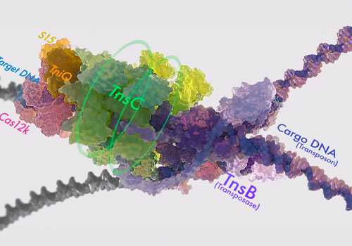 NYX Awards 2024 gold Winner  - A brief introduction to CRISPR-associated transposases