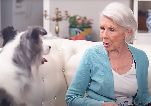 NYX Awards 2025 Winner - Throw Local Shelters a Bone, Berman and Company