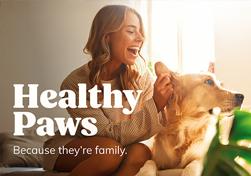 NYX Awards 2026 gold Winner  - Healthy Paws Website by Critical Mass 