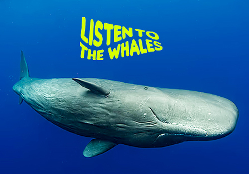 NYX Awards 2026 Winner - Listen to the Whales, Critical Mass 