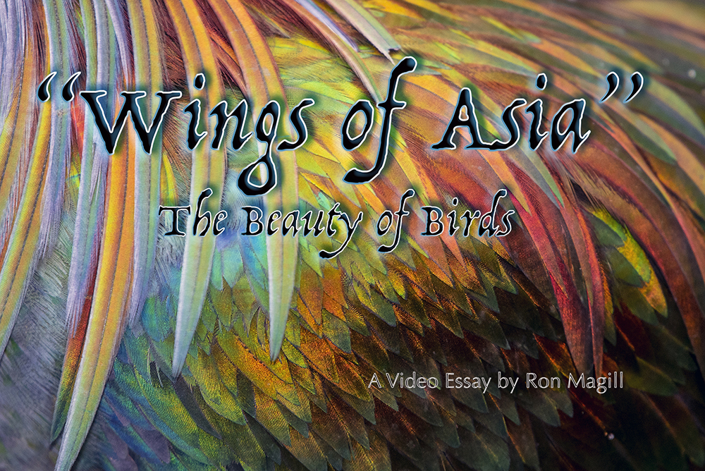 NYX Awards 2020 Winner - Wings of Asia - The Beauty of Birds