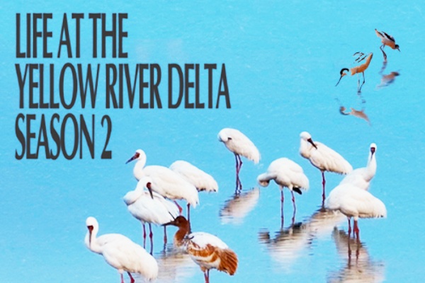 NYX Awards Latest News (June 10, 2026): Life at the Yellow River Delta Season 2 Wins NYX Awards