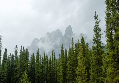 Proud to Be Certified Evergreen®
